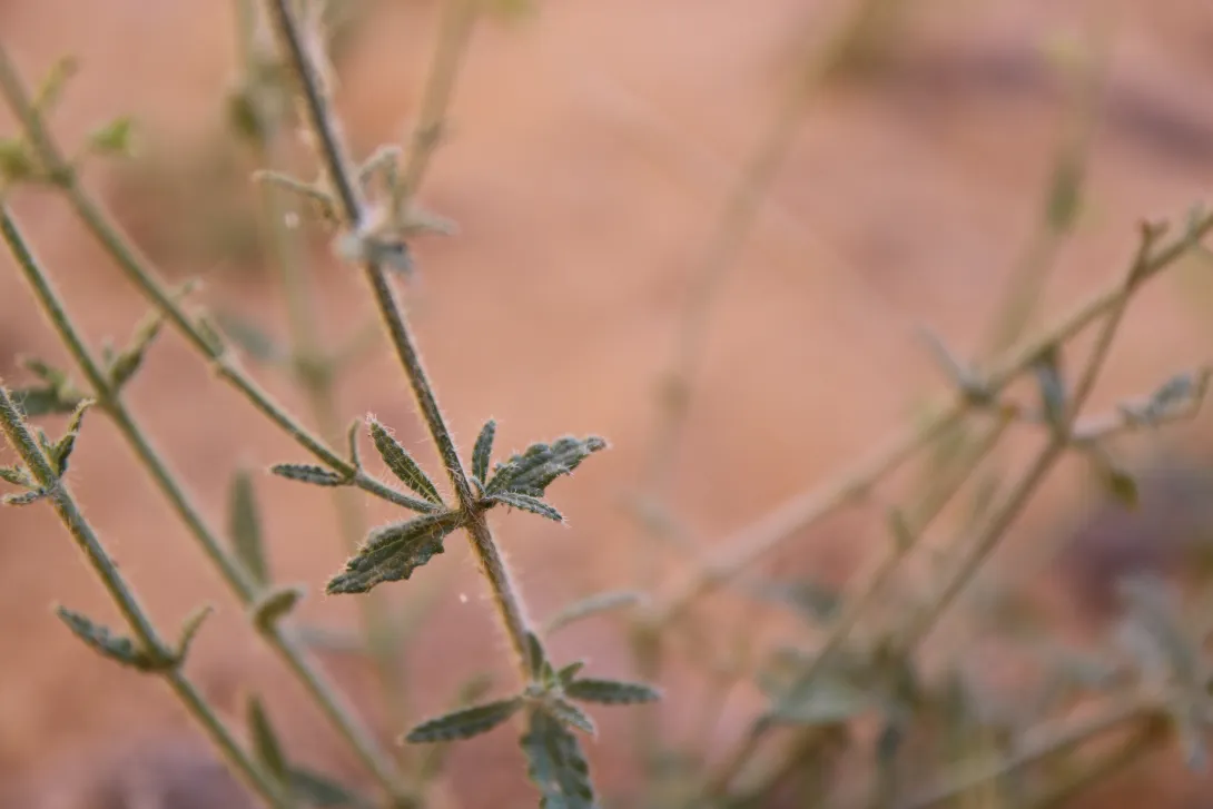 Salvia aegyptiaca leaves