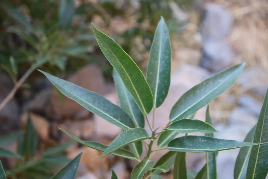 Ficus salicifolia leaves