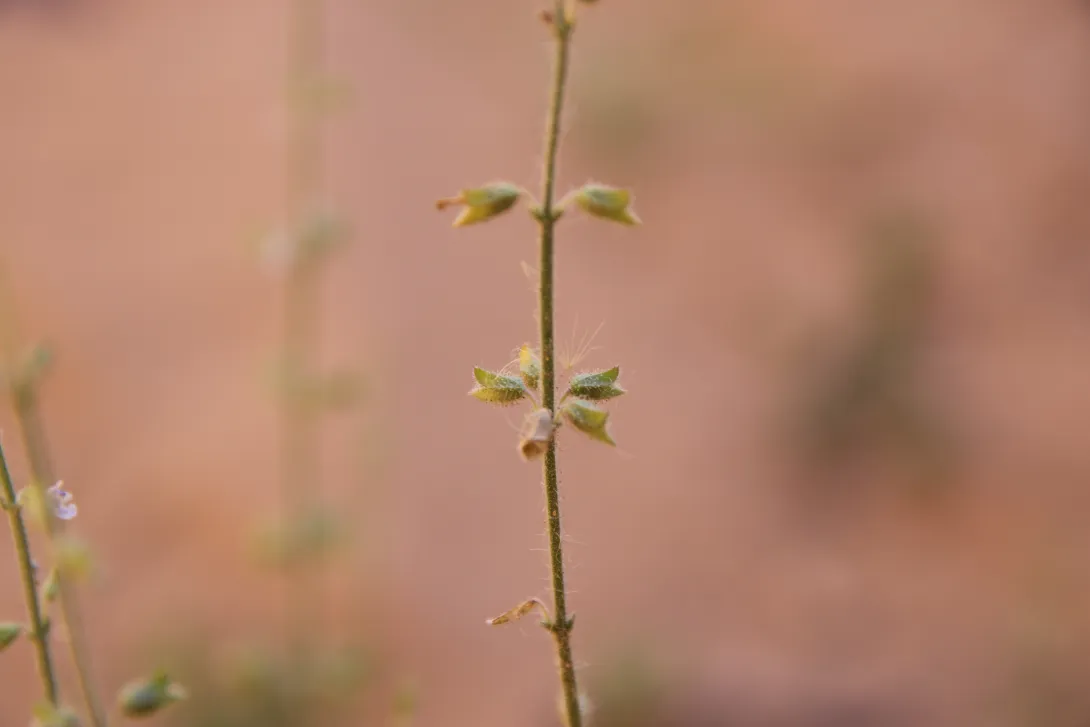 Salvia aegyptiaca fruits