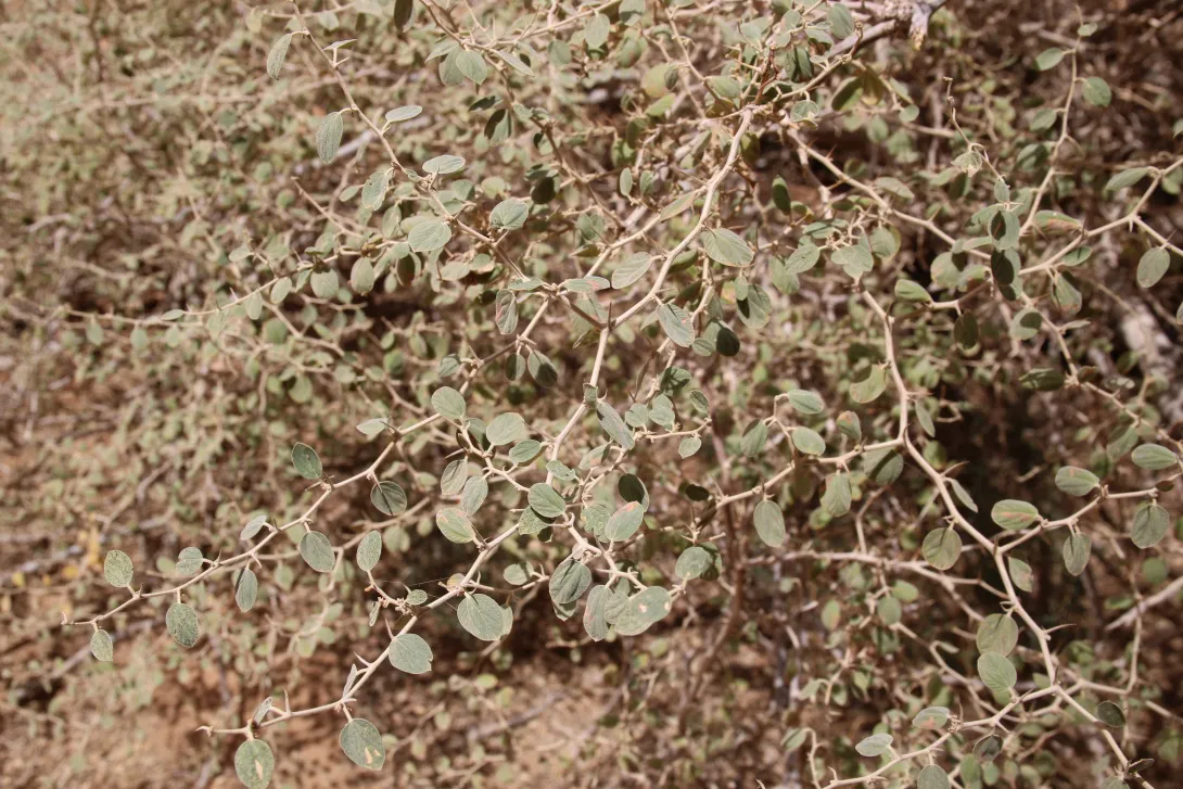 Ziziphus nummularia leaves
