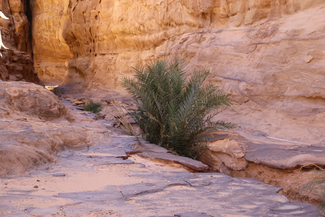 Whole plant