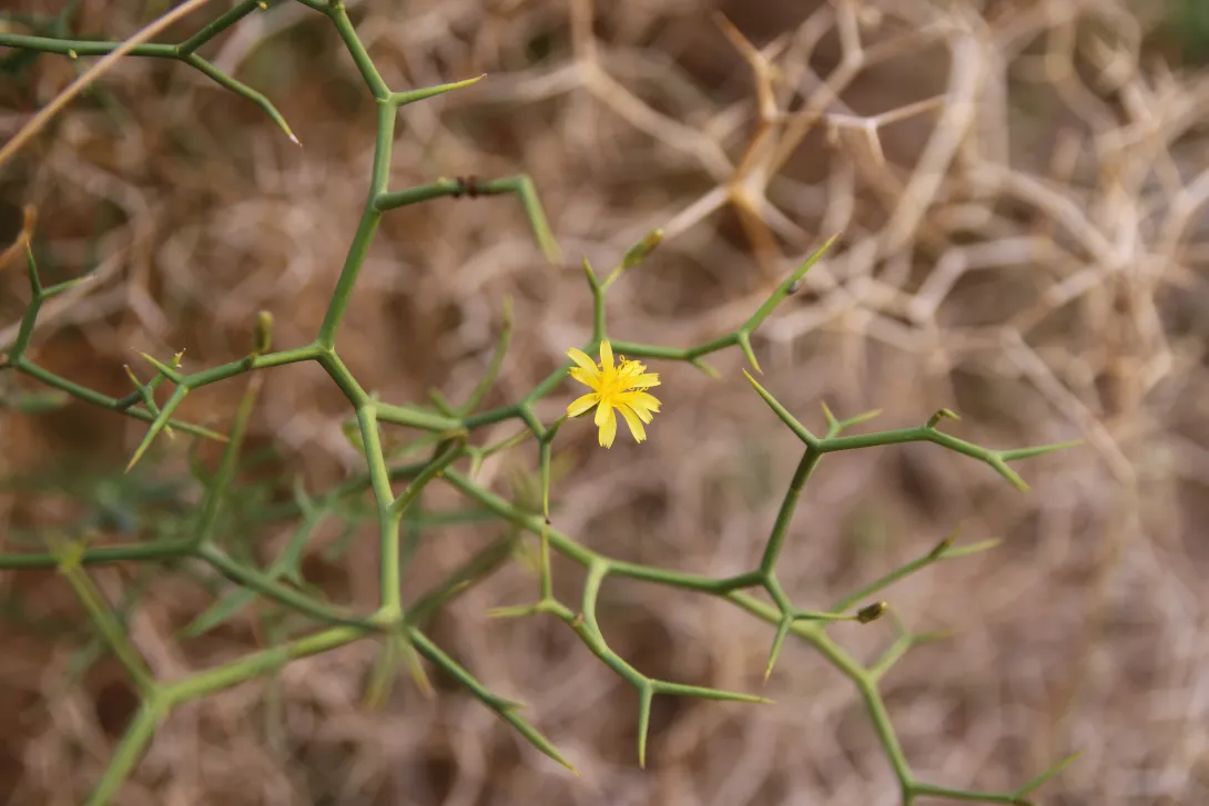 Launaea spinosa flower