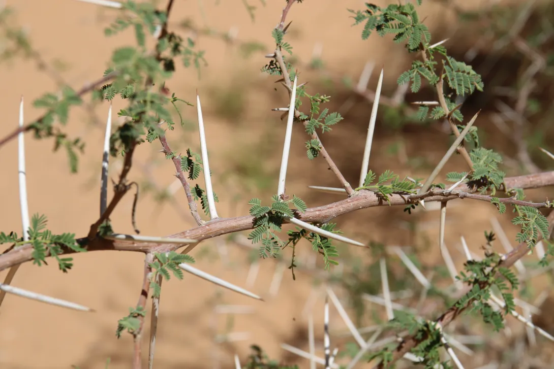 Vachellia gerrardi leaves