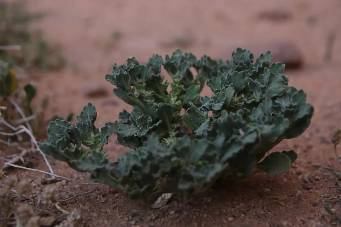 Whole plant