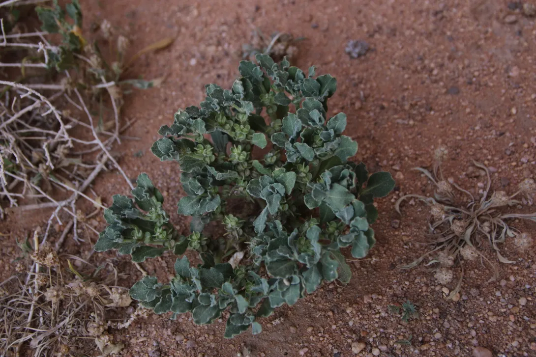 Whole plant