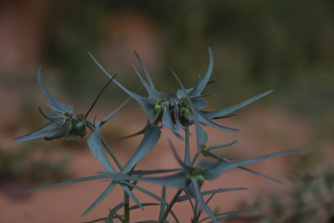 Euphorbia retusa leaves