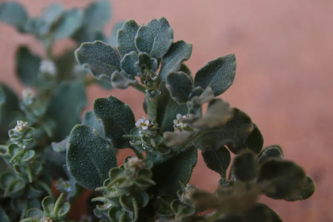 Leaves, flowers and fruits of Anastatica hierochuntica