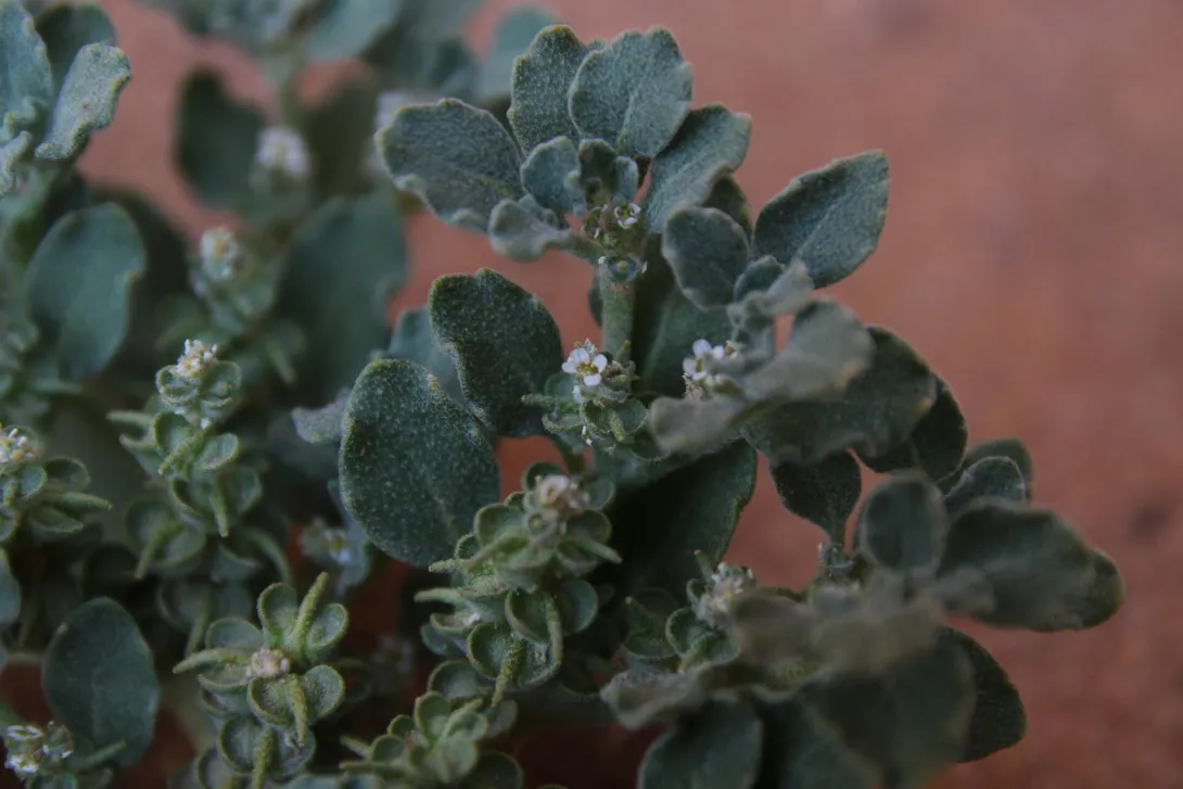 Leaves, flowers and fruits of Anastatica hierochuntica