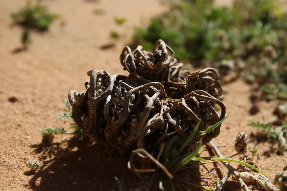 Dried Anastatica hierochuntica
