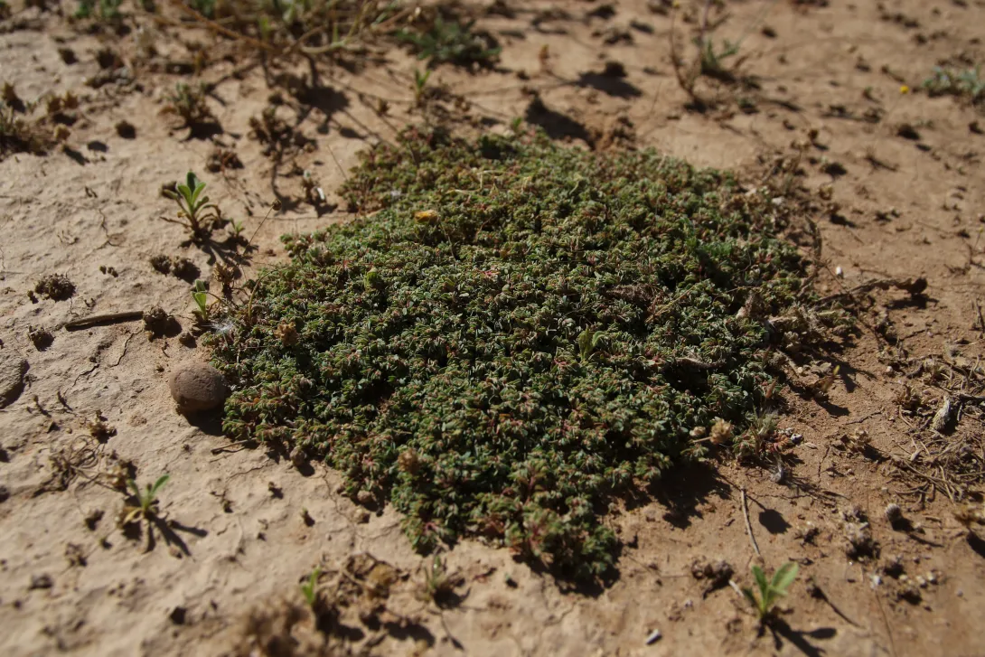 Whole plant