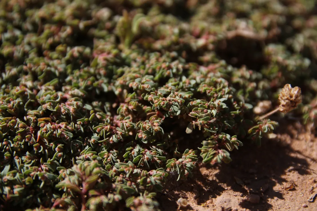 Euphorbia granulata flowers and leaves