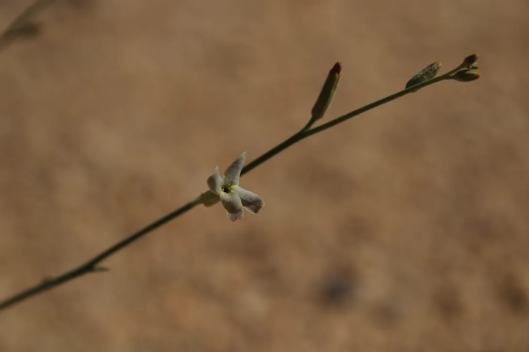 Farsetia aegyptia flower