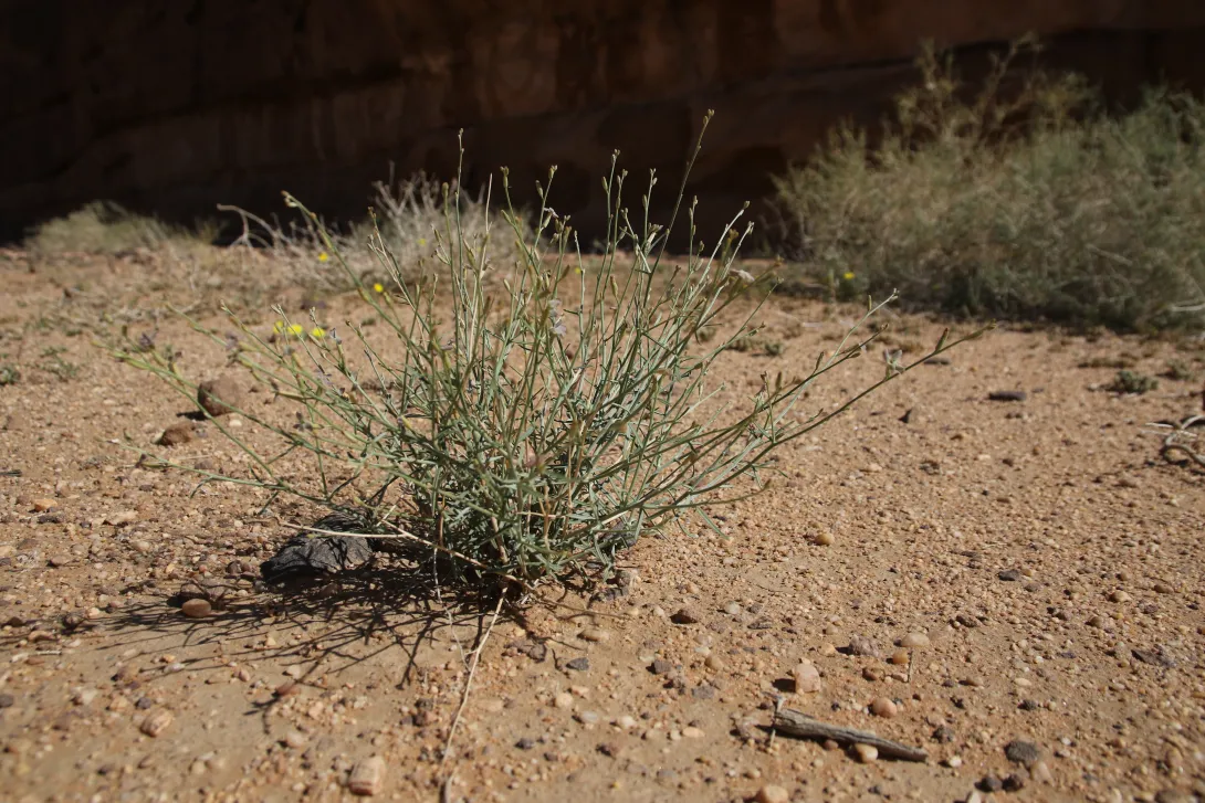 Whole plant