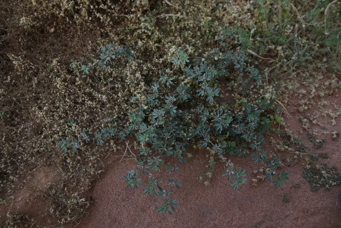 Whole plant