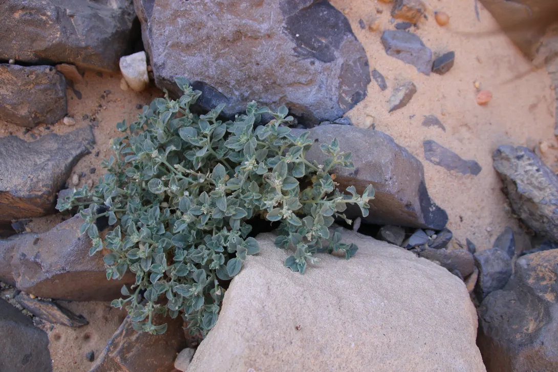 Whole plant