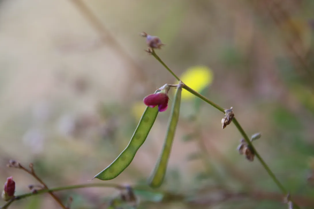 Tephrosia purpurea subsp. apollinea fruit