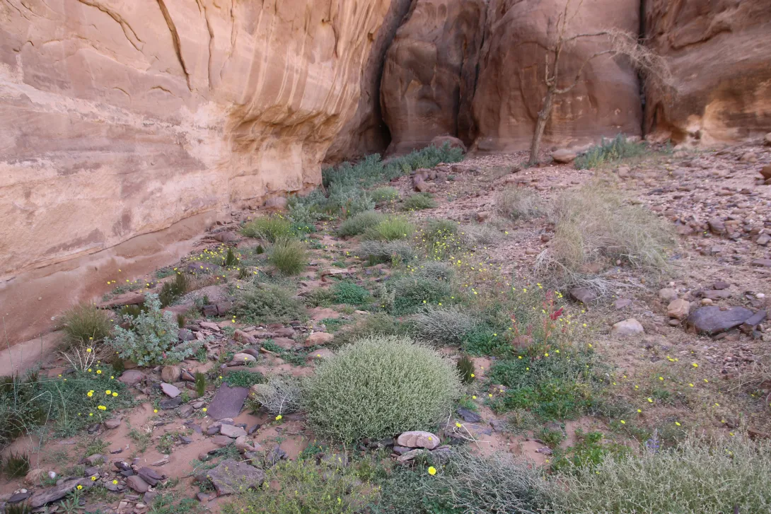 Helianthemum lippii on Sandstone boulder slopes and screes