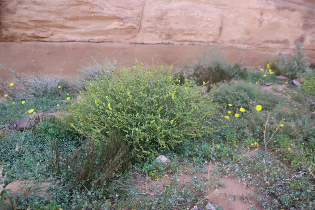 Whole plant