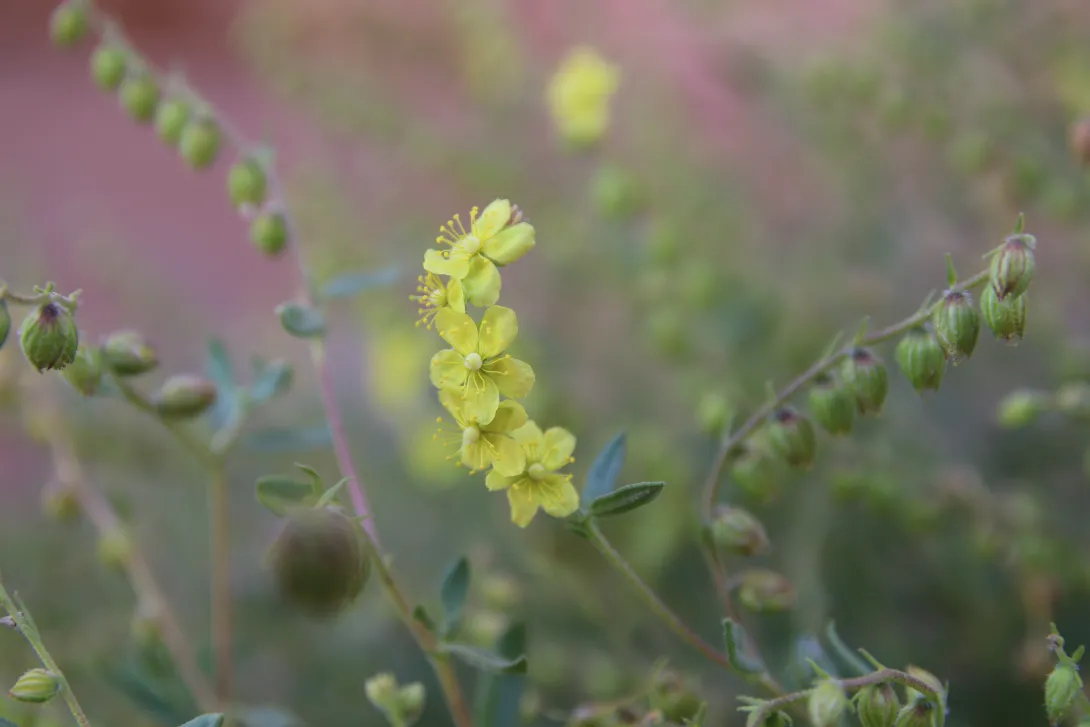 Helianthemum lippii flowers