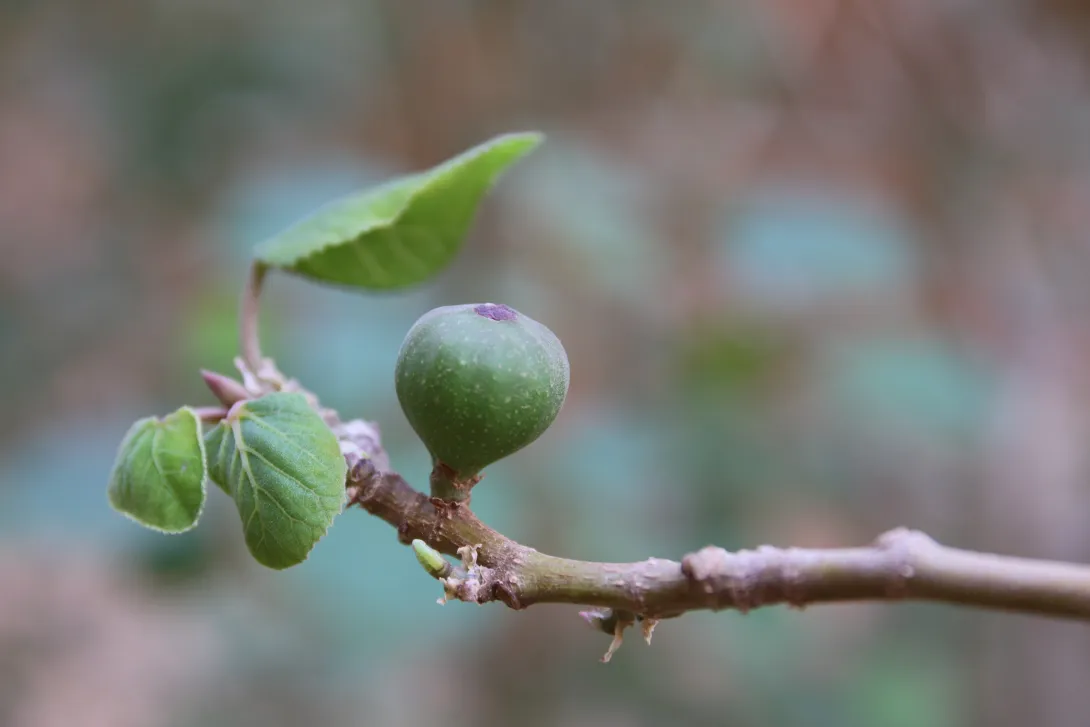 Ficus palmata fruits
