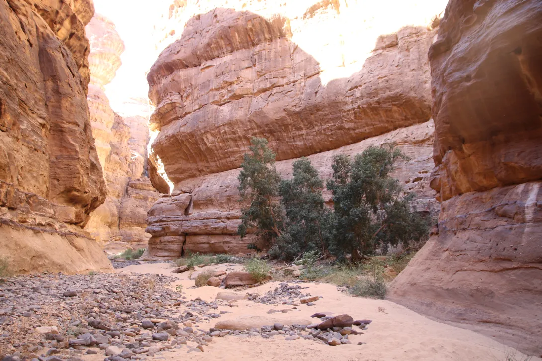 Ficus salicifolia in Sandstone canyons