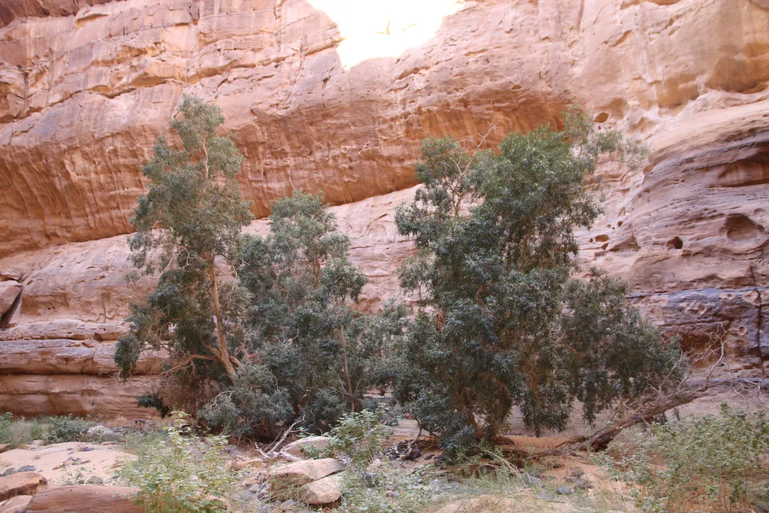 Ficus salicifolia in Sandstone canyons