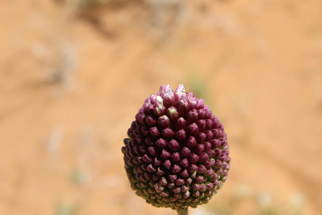 Flowers of Allium atroviolaceum