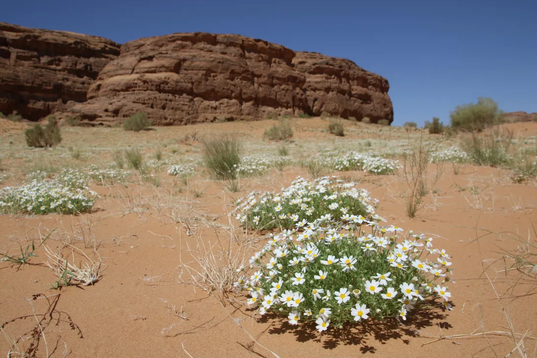 Anthemis deserti on Sandy plains and dunes