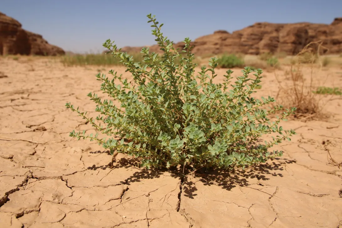 Andrachne telephioides in ephemeral flooded depression