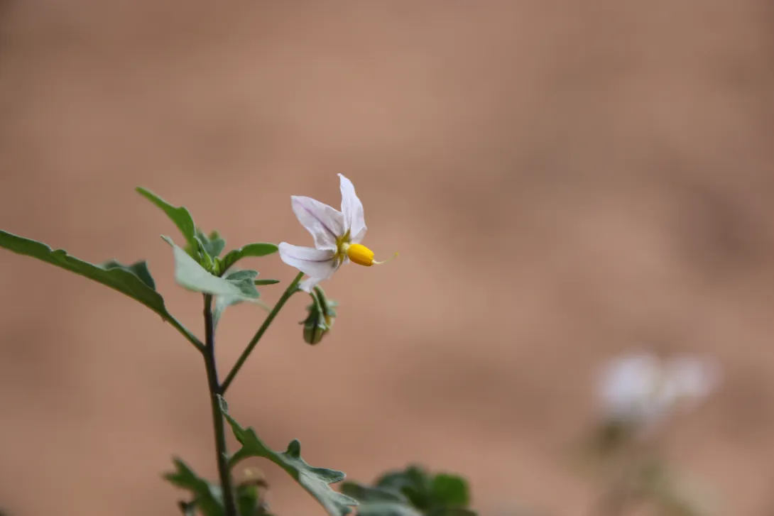 Solanum villosum flower