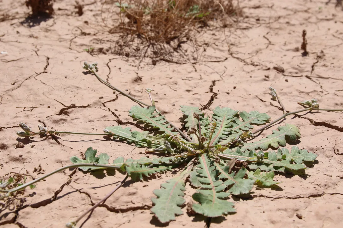 Whole plant