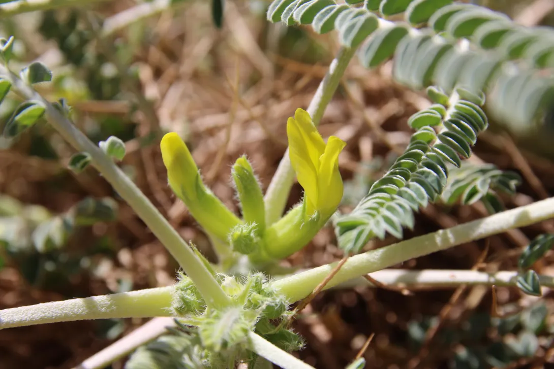 Astragalus sieberi flowers