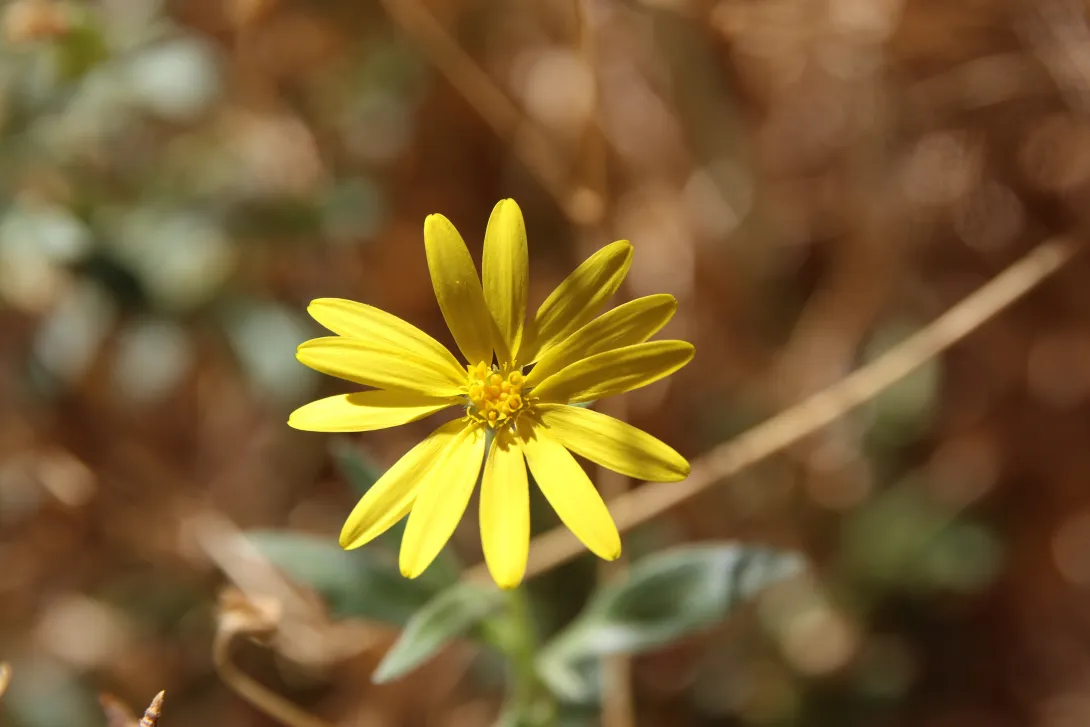 Osteospermum vaillantii flower