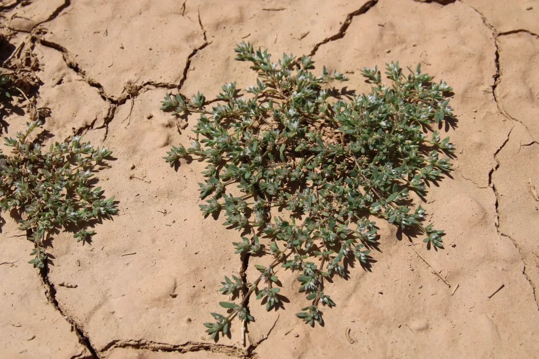 Whole plant