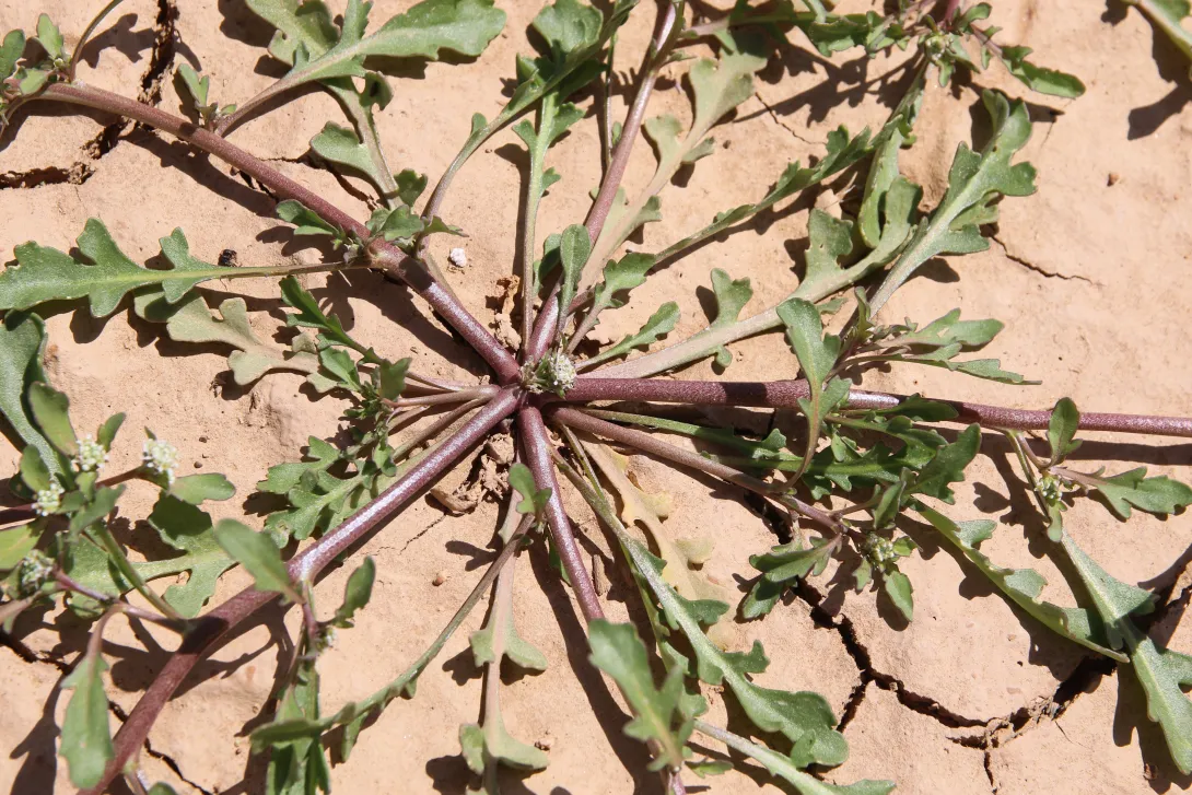 Lepidium aucheri leaves