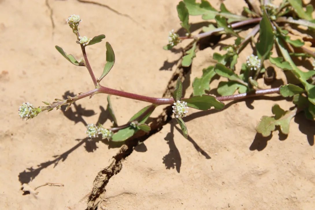Lepidium aucheri flowers