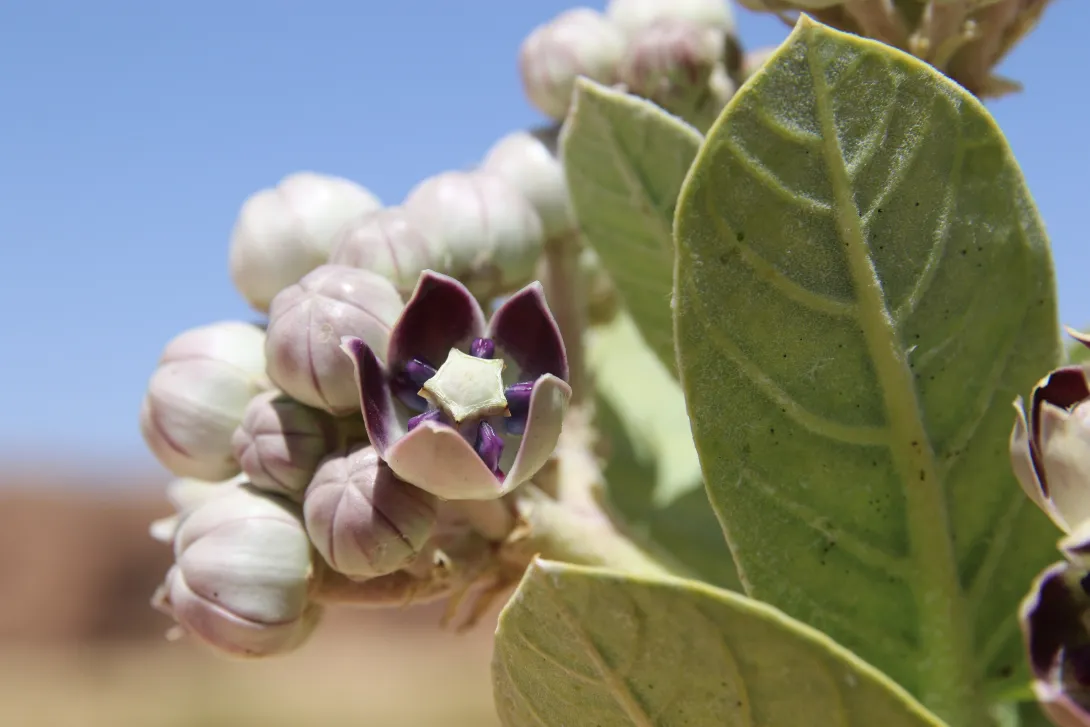 Calotropis procera flower