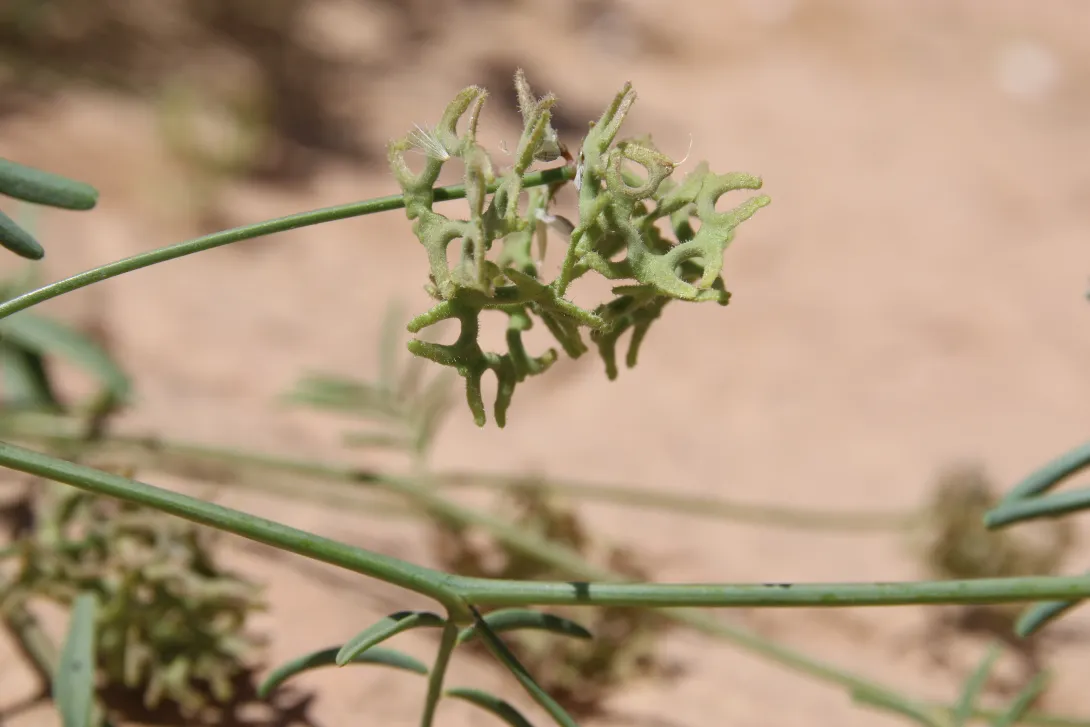 Hippocrepis areolata fruit