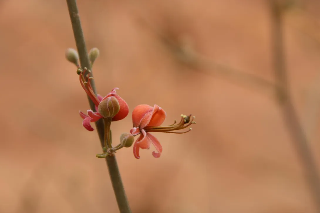 Capparis decidua flowers