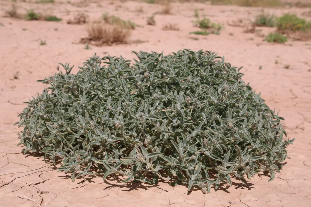 Whole plant