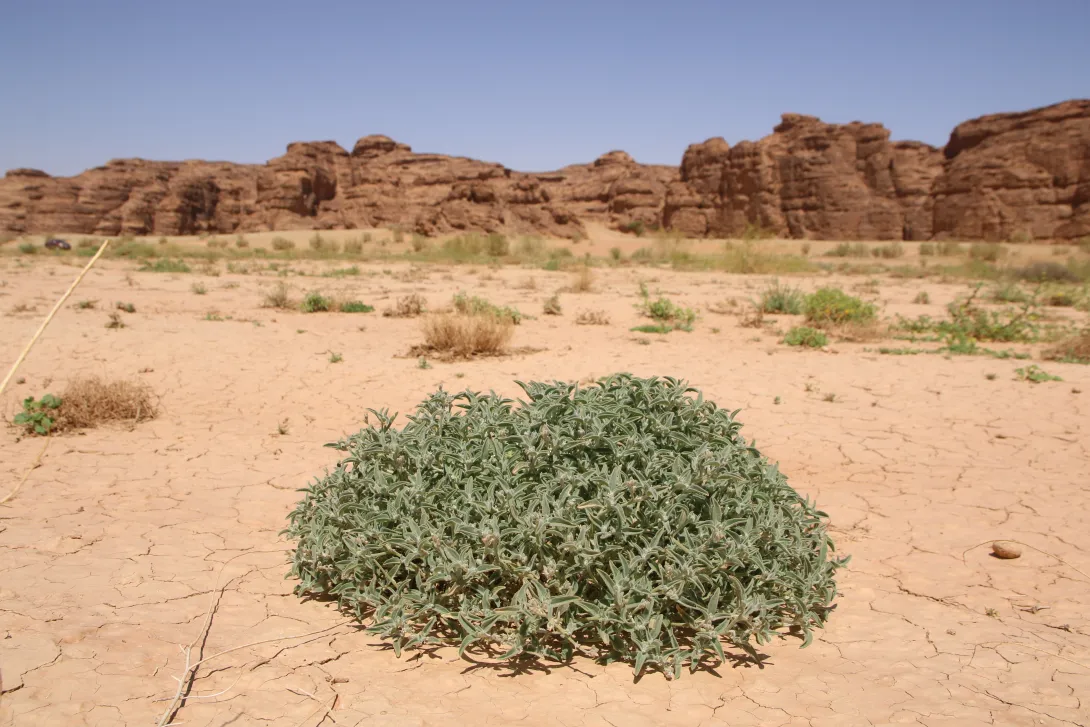 Whole plant
