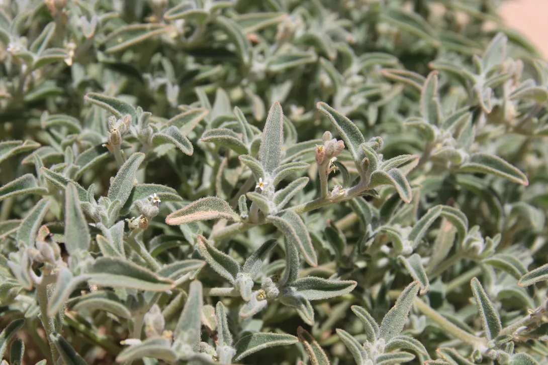 Morettia parviflora flowers