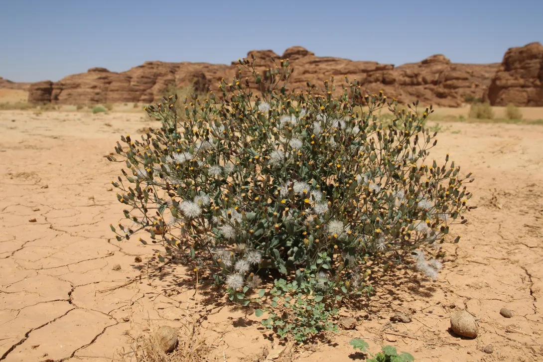 Whole plant