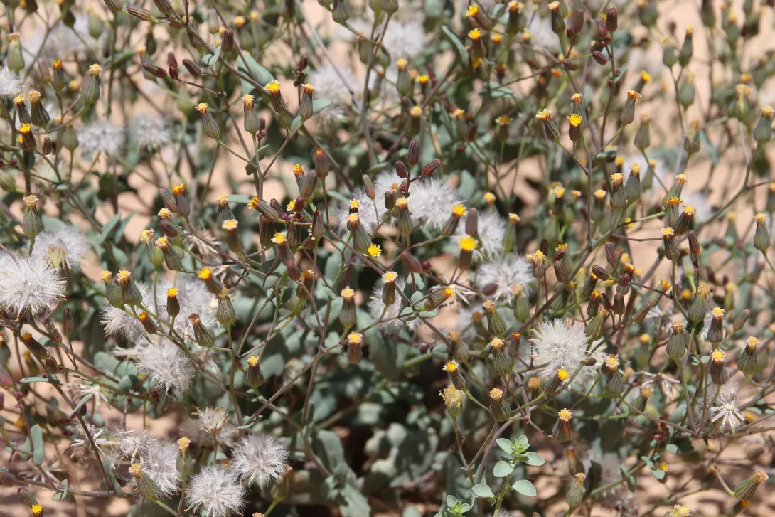 Senecio flavus fruits and flowers