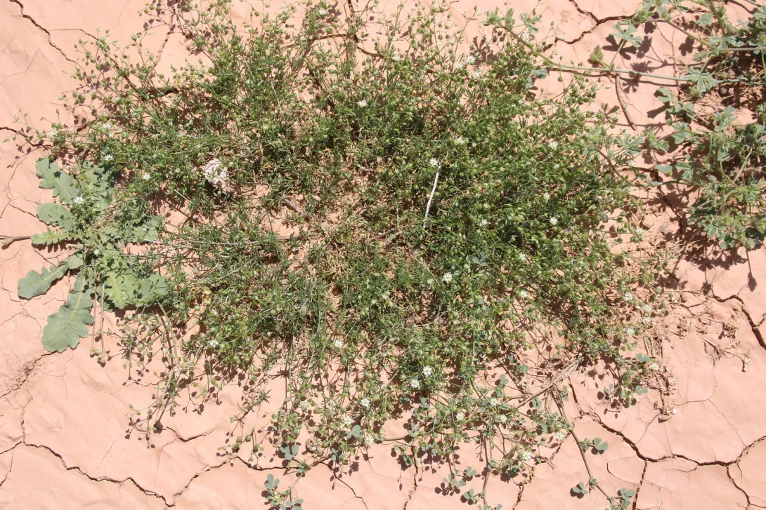 Whole plant