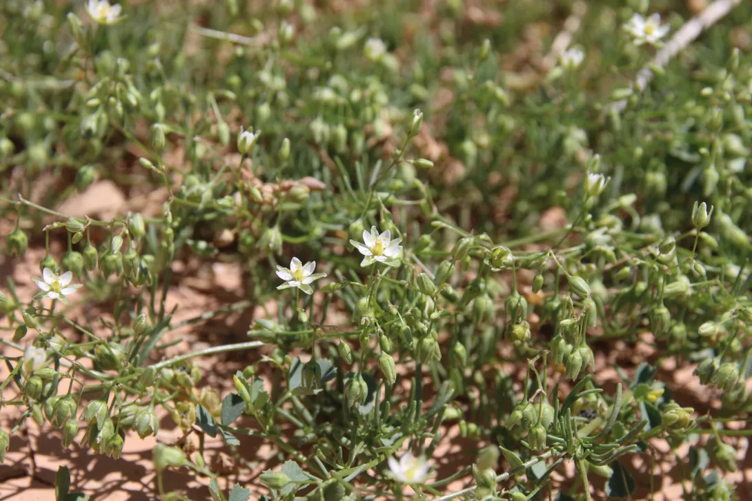 Spergularia flaccida flowers