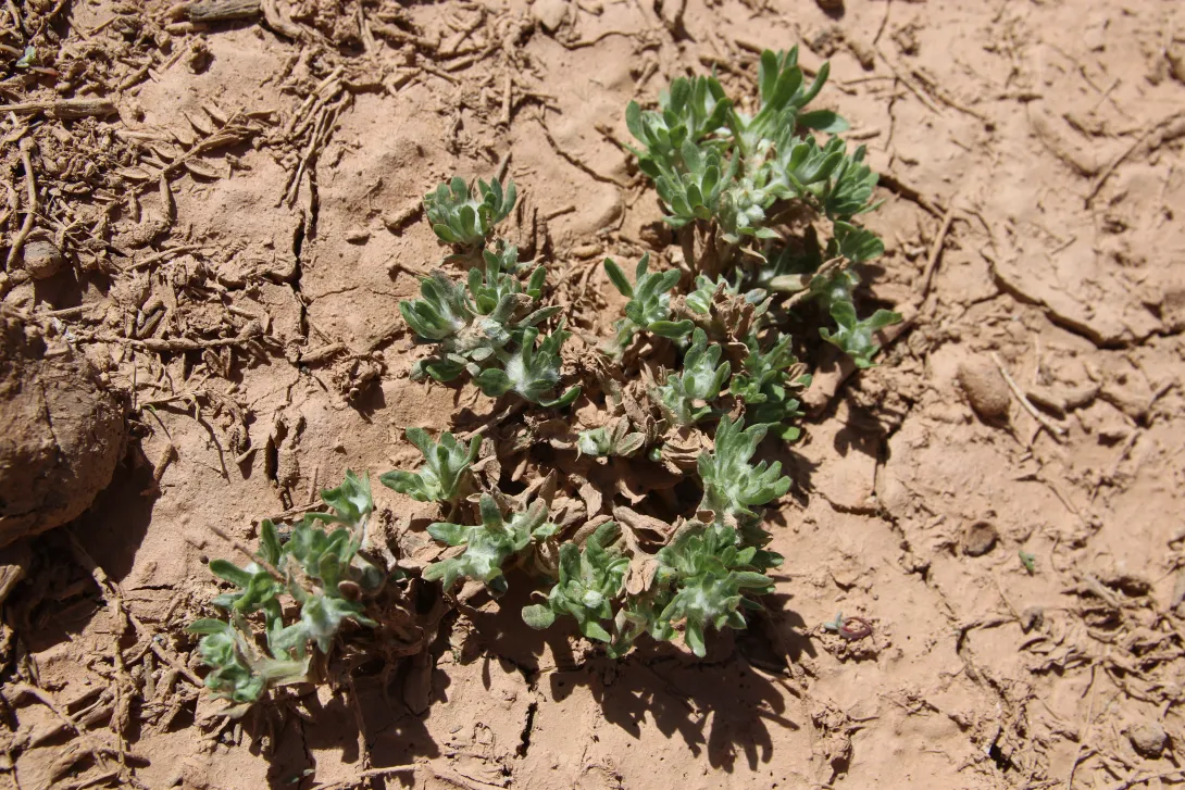 Whole plant