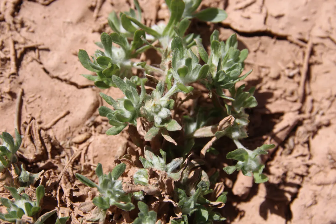 Whole plant