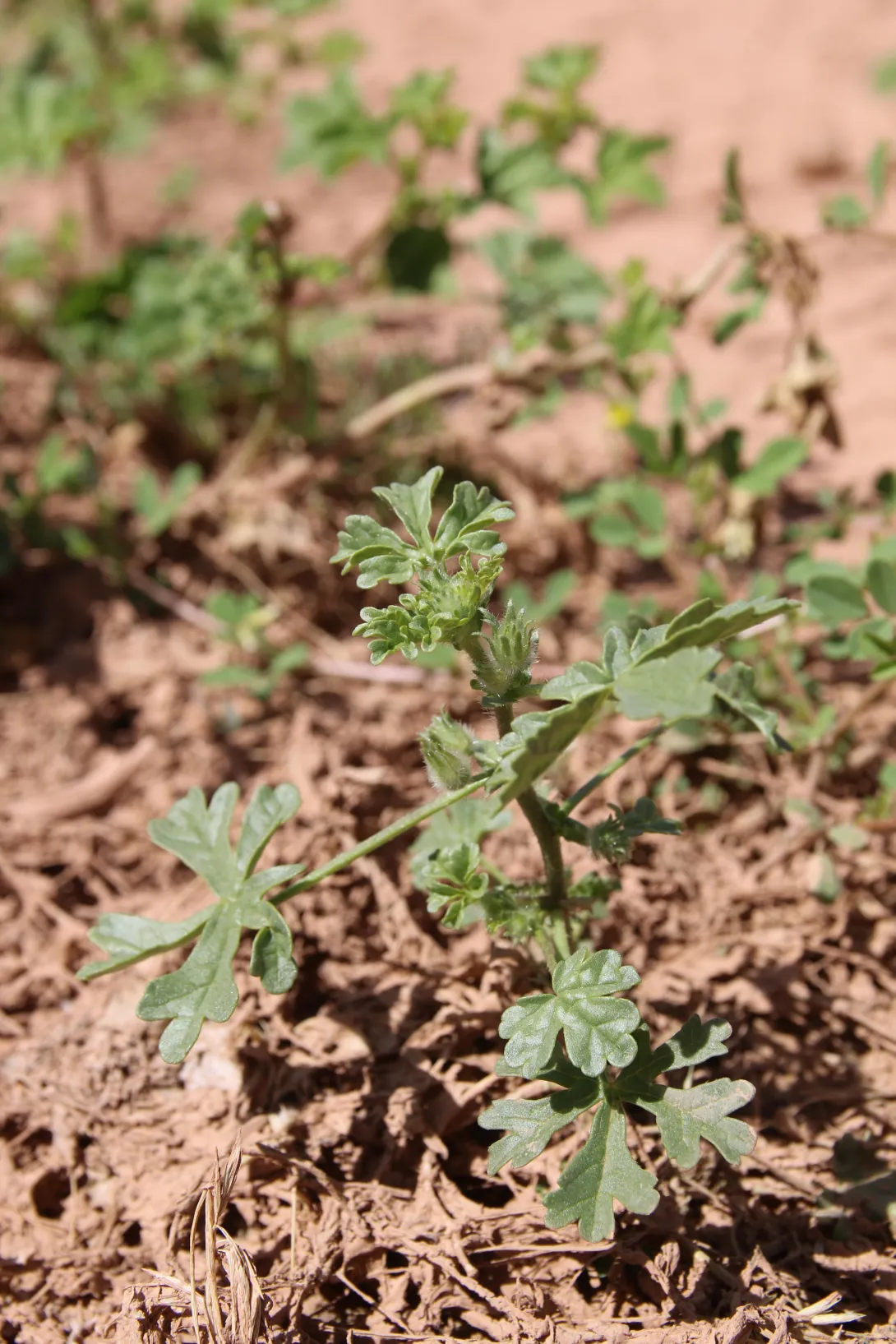 Whole plant