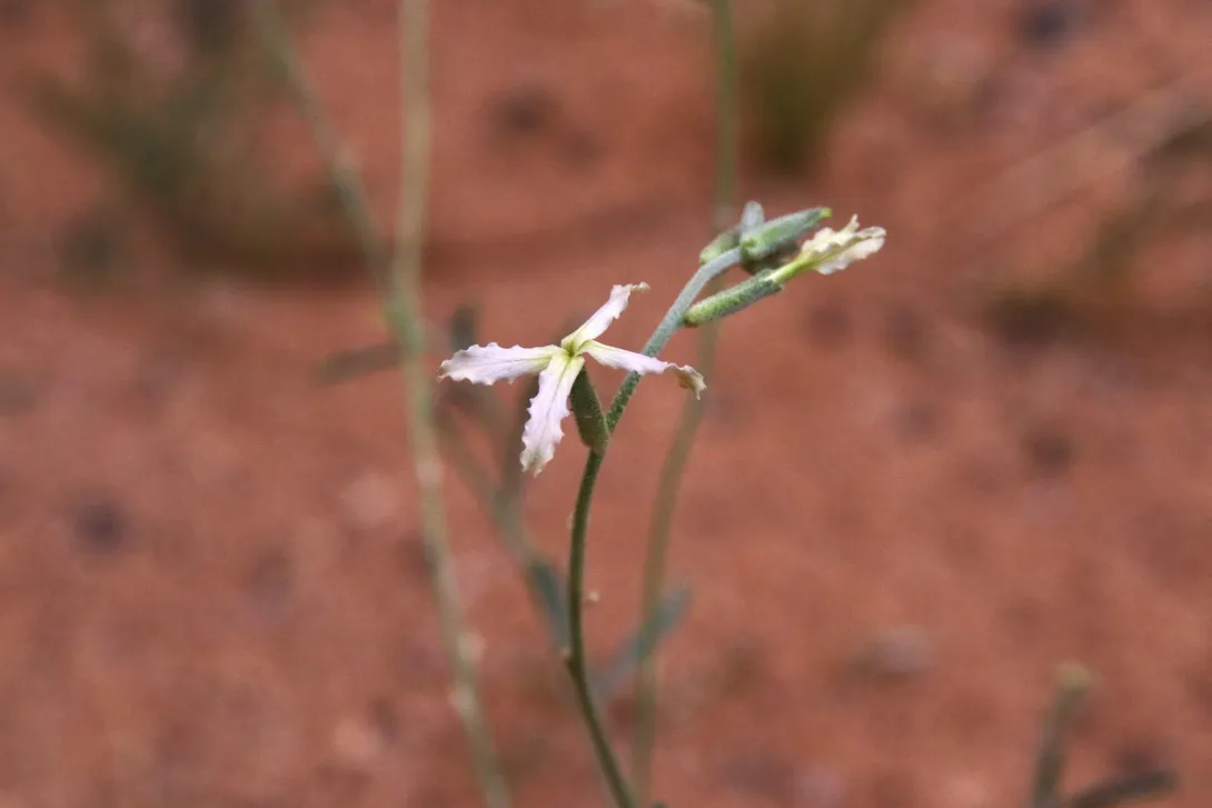 Matthiola longipetala subsp. livida flower